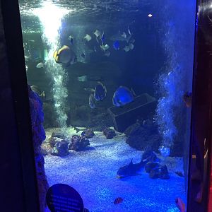 Ocean Tank at SEA LIFE Scarborough (September 2022)
