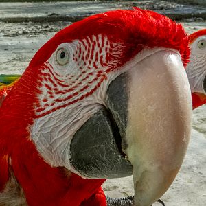 Red-and-green macaw / Ara chloropterus