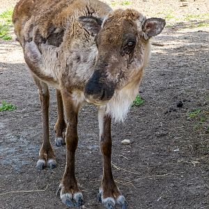 domesticated reindeer / Rangifer tarandus