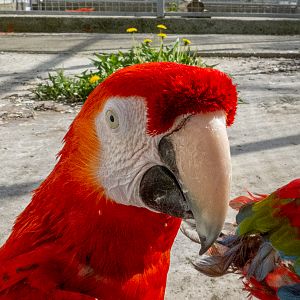 Scarlet macaw / Ara macao
