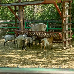 Dutch Pygmy Goat / Capra aegagrus hircus