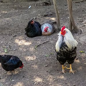 Chicken / Gallus gallus domesticus