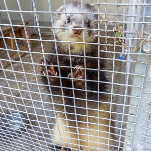 ferret / Mustela furo