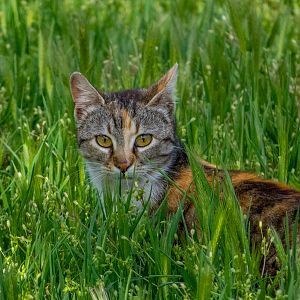 domesticated cat / Felis catus