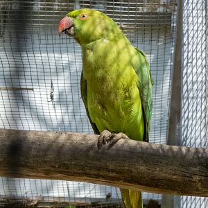 Rose-ringed parakeet / Psittacula krameri