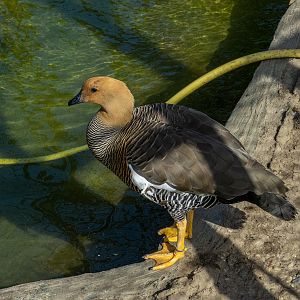 Upland goose / Chloephaga picta