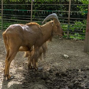Barbary sheep / Ammotragus lervia