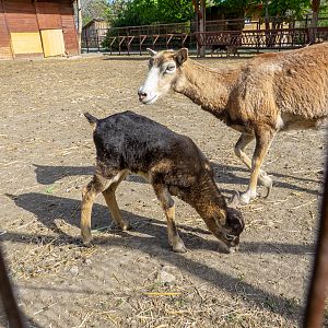 Moufflon / Ovis gmelini