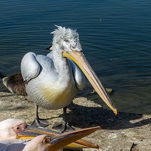 Dalmatian pelican / Pelecanus crispus