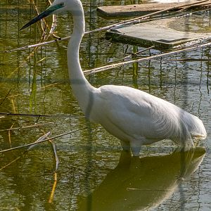Little egret / Egretta garzetta