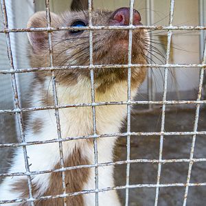 Beech marten / Martes foina