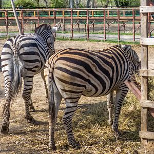 Plains zebra / Equus quagga