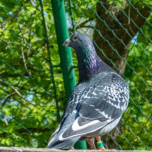 Pigeon / Columba livia f. domestica