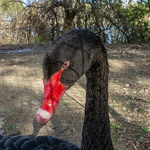 Black swan / Cygnus atratus