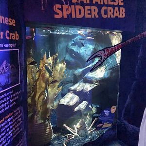 Japanese Giant Crab Tank at SEA LIFE Scarborough (September 2022)