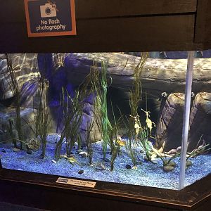 Seadragon Tank at SEA LIFE Scarborough (September 2022)