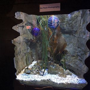 Long-snouted Seahorse Tank at SEA LIFE Scarborough (September 2022)