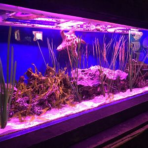 Shrimpfish Tank at SEA LIFE Scarborough (September 2022)