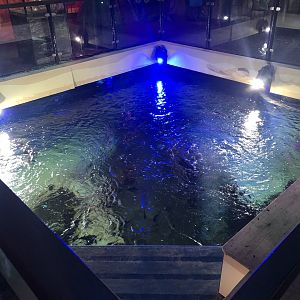 Ocean Tank from Above at SEA LIFE Scarborough (September 2022)