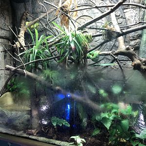 Emerald Tree Boa Enclosure at SEA LIFE Scarborough (September 2022)