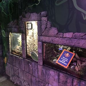 Rainforest Adventure Displays at SEA LIFE Scarborough (September 2022)