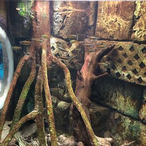 Tetra Tank at SEA LIFE Scarborough (September 2022)