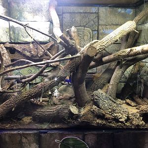 Monkey-tailed Skink Enclosure at SEA LIFE Scarborough (September 2022)