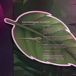Giant Madagascar Day Gecko Signage at SEA LIFE Scarborough (September 2022)