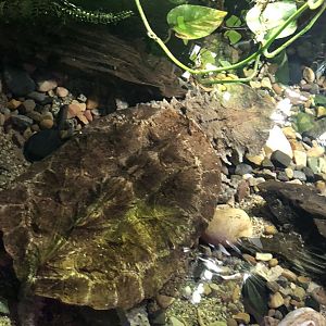 Matamata at SEA LIFE Scarborough (September 2022)