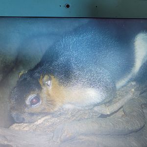 Squirrel ID