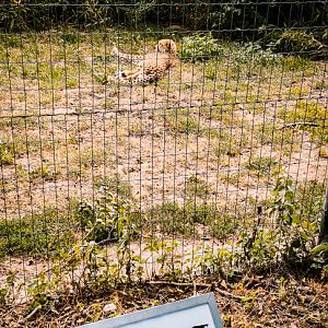 Cheetah enclosure