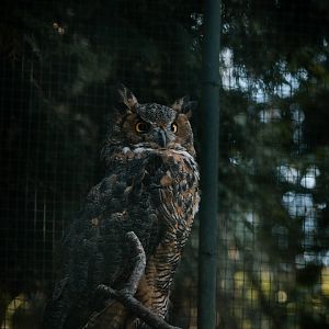 Great Horned Owl