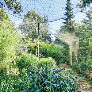 Snowy Owl and Great Gray Owl aviary