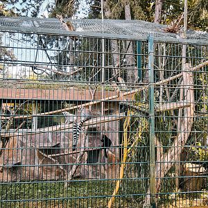 Lemur cage