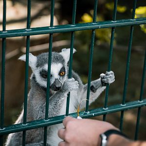 Ring Tailed Lemur