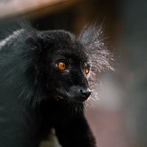 Black Lemur