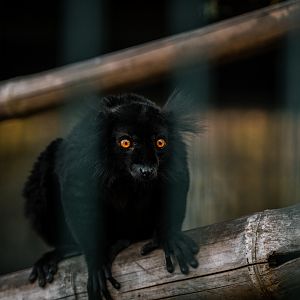 Black Lemur