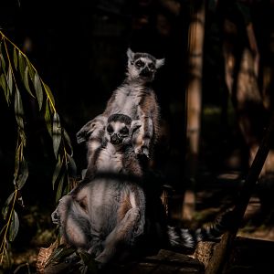 Ring Tailed Lemurs
