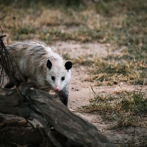 Opossum