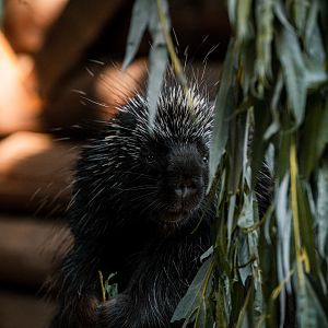 North American Porcupine