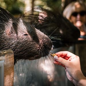 Porcupine