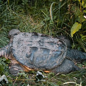 Snapping Turtle