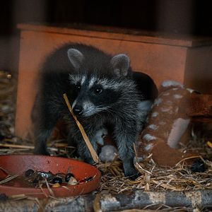 Young Raccoons