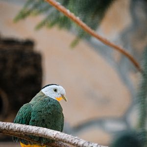 Black-headed Fruit Dove