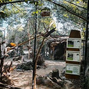 Crimson Horned Pheasant and Chinese Chipmunks