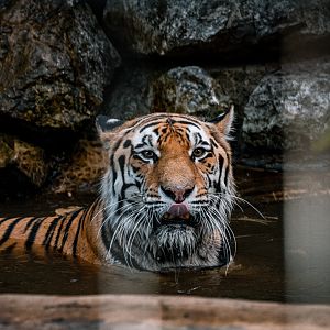 Tiger taking a bath
