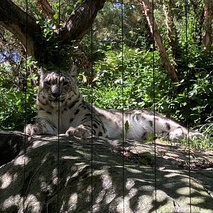 Snow Leopard