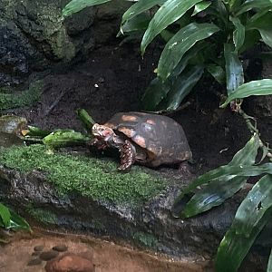Red-Footed Tortoise