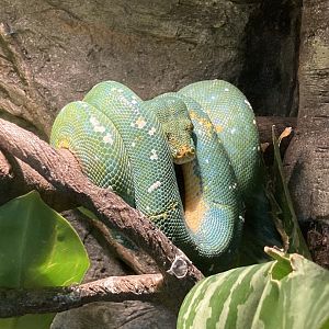 Green Tree Python