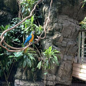 Does anyone know if the macaws free-flight?